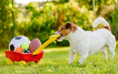 Pet Safety in Hot Weather: Tips for Keeping Your Furry Friends Safe