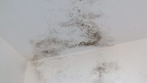 Mold can cause serious damage. the right insurance coverage, you can protect both your home and your finances.